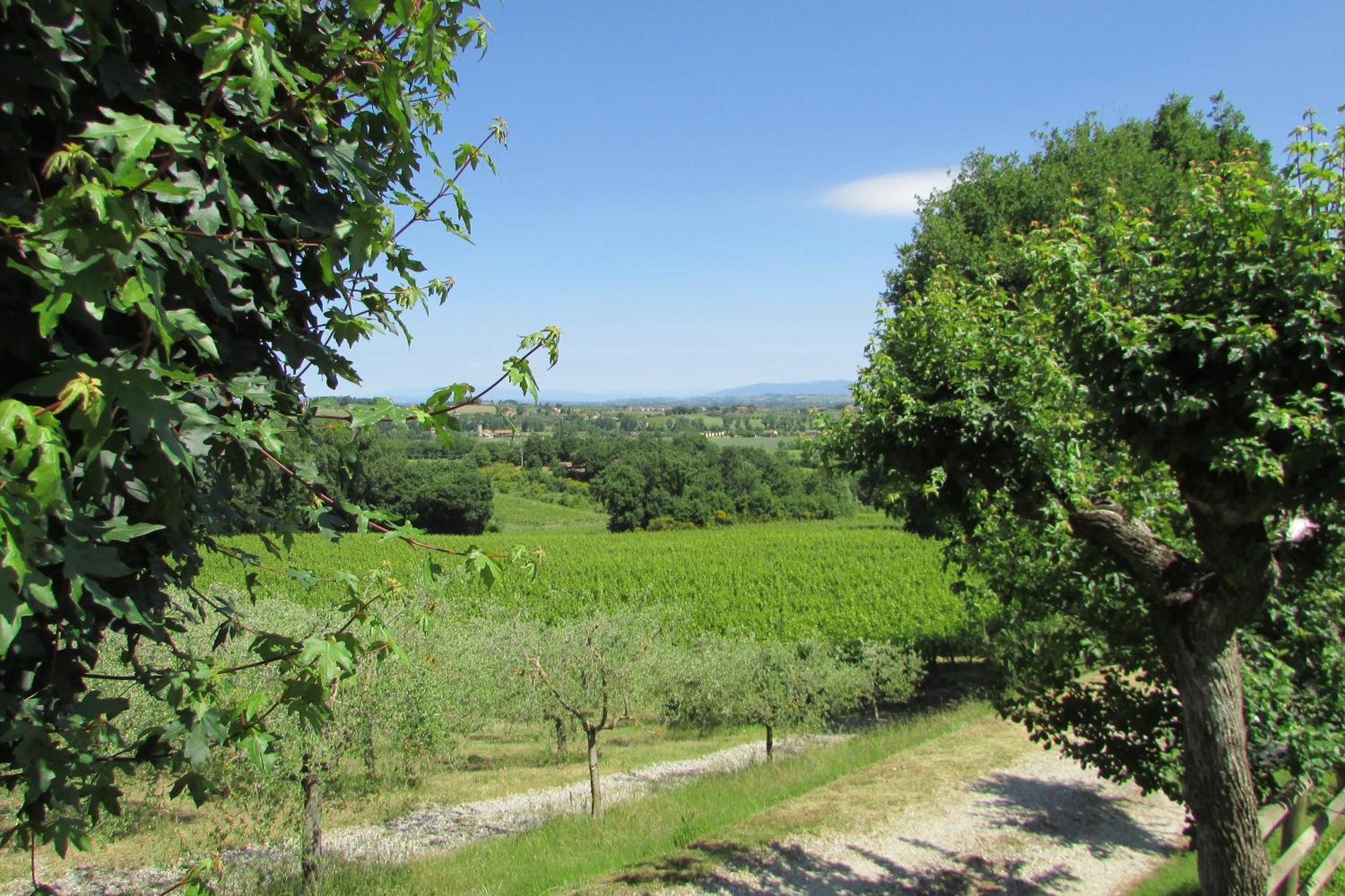 Poggio Olivo Acquaviva (Montepulciano)